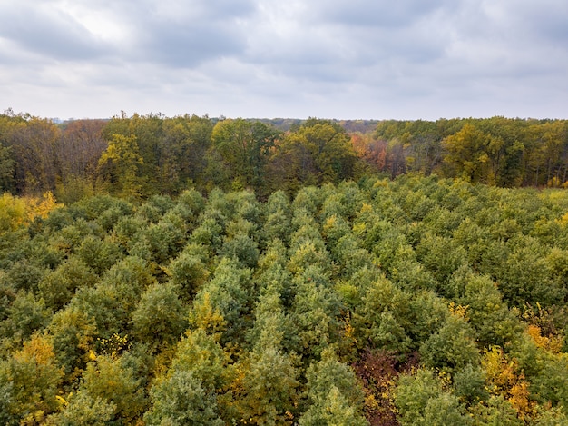 Paisaje panorámico desde un dron sobre bosque joven en colores otoñales.