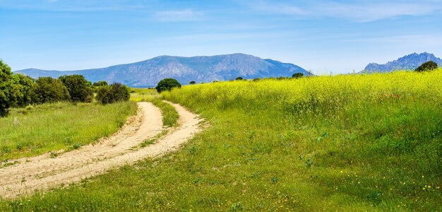 Paisaje panorámico con flores silvestres y camino de tierra a las montañas.