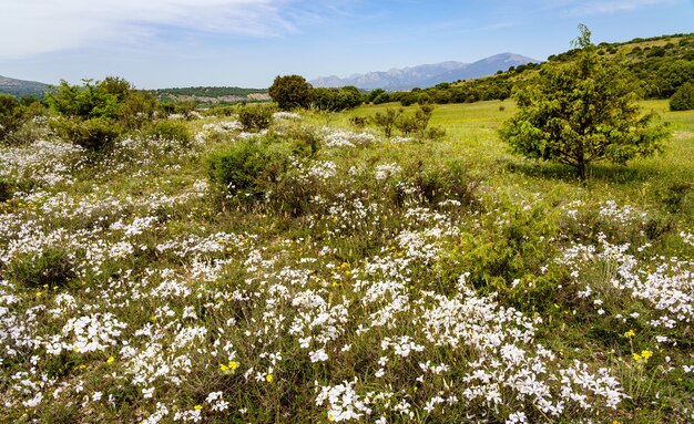 Paisaje panorámico con muchas flores silvestres blancas y amarillas y montañas en el fondo