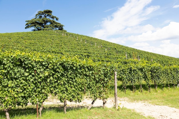 Paisaje panorámico en la región de Piamonte Italia Pintoresca colina de viñedos cerca de la ciudad de Barolo