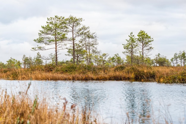 Paisaje de pantano otoñal. Pequeño lago, islas pantanosas, pinos. Parque Nacional Yelnya, Bielorrusia