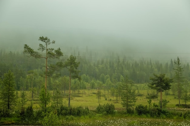 Paisaje de pantanos brumosos con abetos y vegetación de pantanos ordinarios Niebla de fondo difusa en el atardecer del pantano