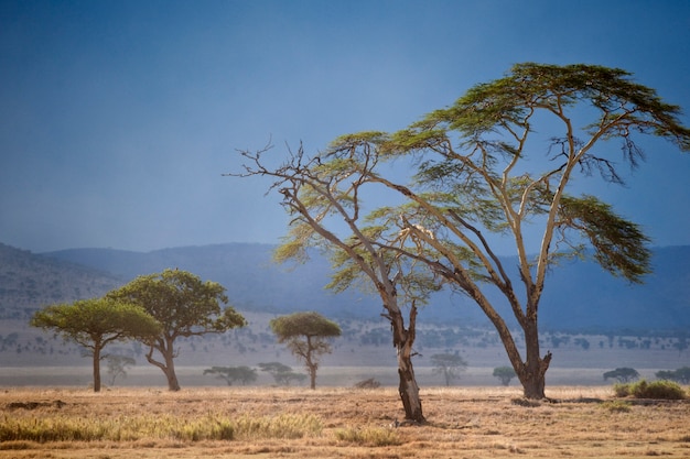 Paisaje del Parque Nacional del Serengeti, Serengeti, Tanzania