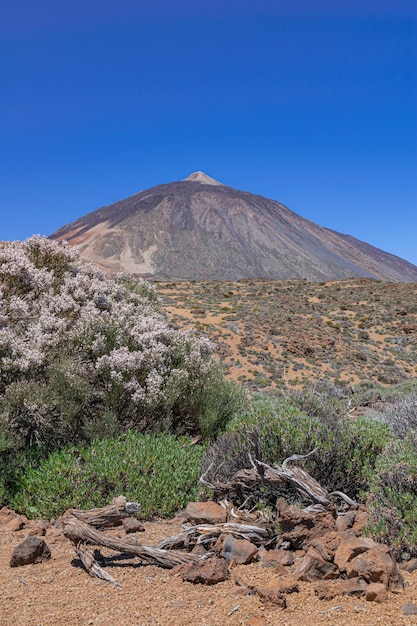 Paisaje del parque nacional volcánico del Teide, con Spartocytisus supranubius floreciendo, Tenerife, Islas Canarias, España