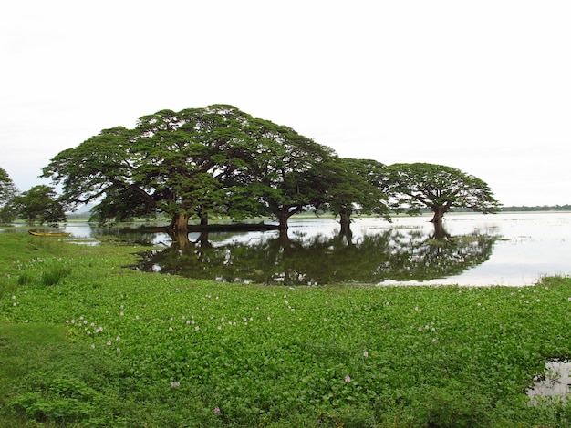 El paisaje en el parque nacional de Yala, Sri Lanka