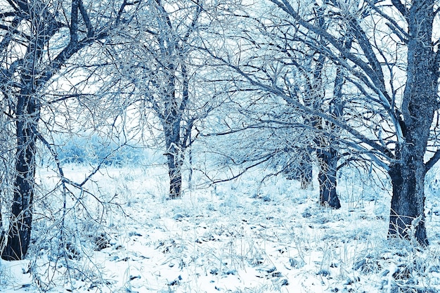 paisaje del parque de noviembre, clima de nieve navideña, en un parque de la ciudad con un estanque