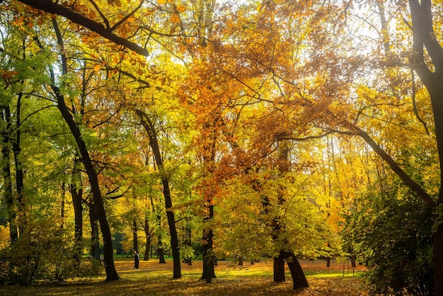 Paisaje del parque otoñal El sol brilla detrás del follaje amarillo Belleza del otoño