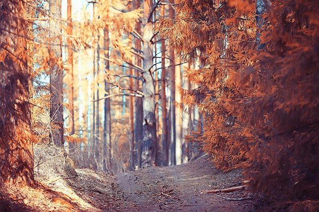 paisaje en el parque de otoño / concepto naturaleza paisaje estacional temporada, otoño, bosque, árboles verano indio