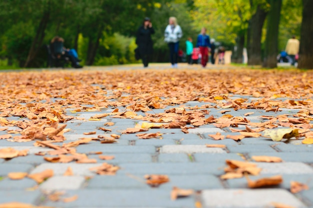 Paisaje del parque de otoño. Hojas secas bajo tus pies.