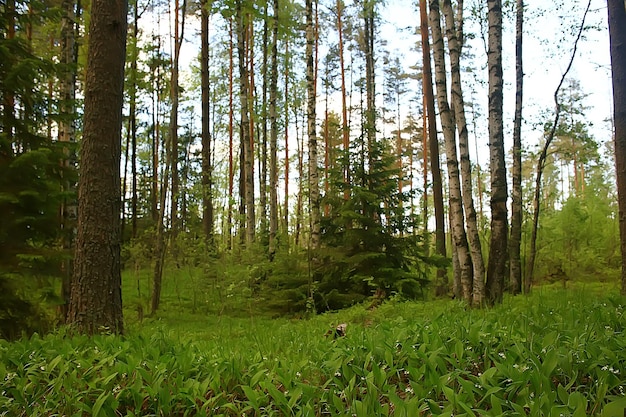 paisaje del parque de verano / vista estacional, árboles verdes en verano, concepto de caminata por la naturaleza, ecología, eco