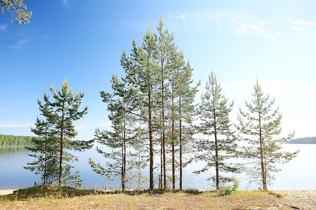 paisaje del parque de verano / vista estacional, árboles verdes en verano, concepto de caminata por la naturaleza, ecología, eco