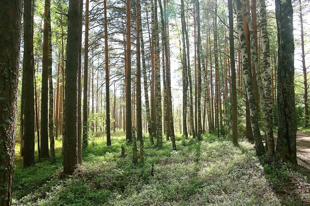 paisaje del parque de verano / vista estacional, árboles verdes en verano, concepto de caminata por la naturaleza, ecología, eco