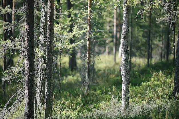 paisaje del parque de verano / vista estacional, árboles verdes en verano, concepto de caminata por la naturaleza, ecología, eco