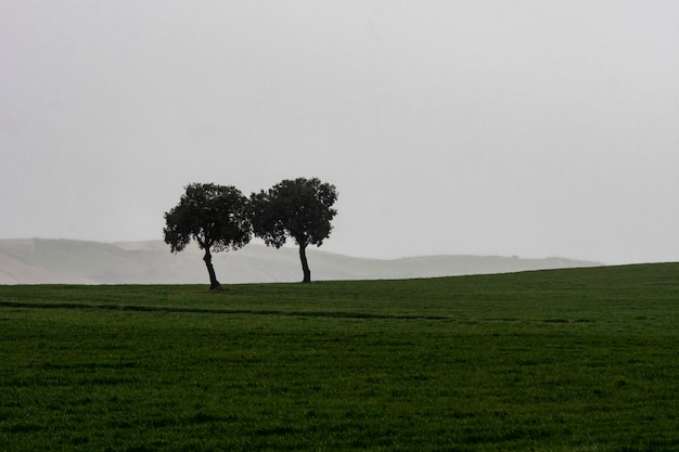 Paisaje de pastos cerealistas de la sierra oriental de granada