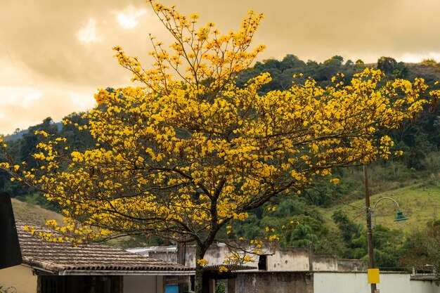El paisaje de la pequeña ciudad que muestra un árbol de Ipe amarillo en flor en una tarde de finales de primavera