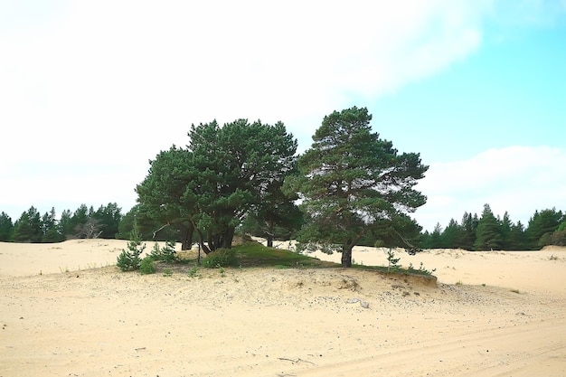 paisaje pinar / taiga, bosque virgen, paisaje naturaleza verano