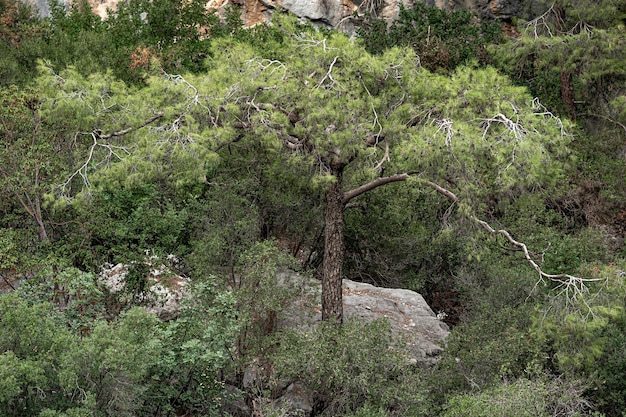 paisaje con un pino en un bosque de montaña en una ladera rocosa