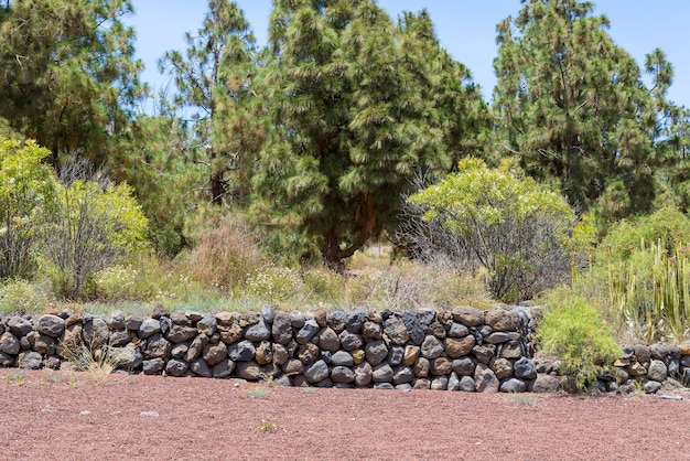 Paisaje de pinos en la zona forestal de la isla de Tenerife