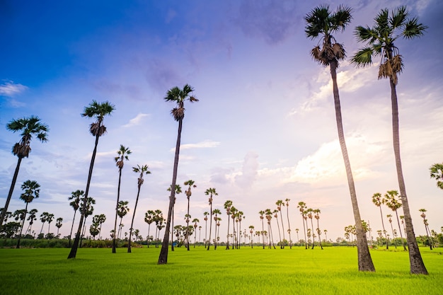 Paisaje bajo el pintoresco cielo de colores al atardecer sobre los campos de arroz y palmeras de azúcar, campos de arroz y palmeras al atardecer en pathum thani, tailandia