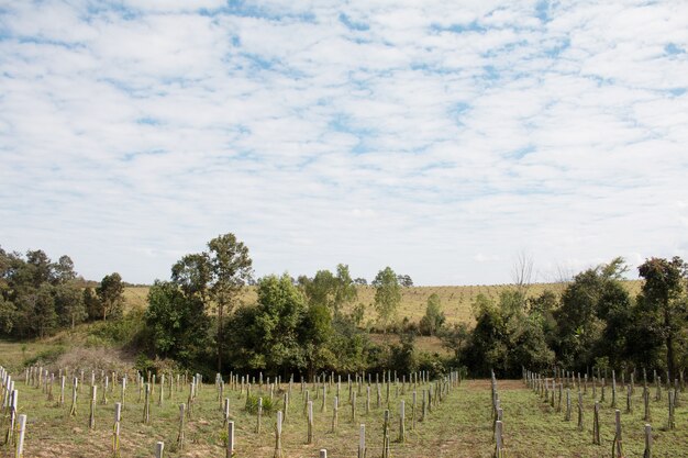 Paisaje de la planta de la fruta del dragón en granja