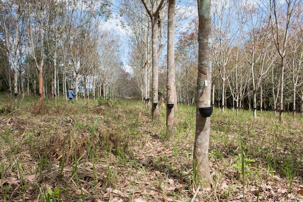 Paisaje de plantación de caucho durante el día con cielo azul