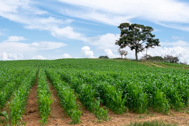 Paisaje de plantación de maíz con cielo azul