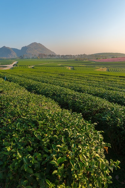 Foto paisaje de plantación de té en la madrugada