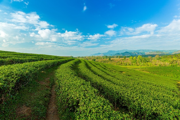 Paisaje de plantación de té verde con fondo de cielo azul amanecer en Wuyishan Fujiang