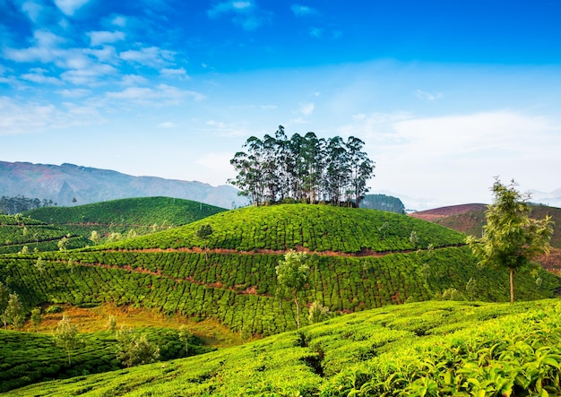 Paisaje de las plantaciones de té en la India, Kerala Munnar.