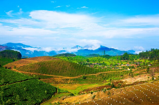 Paisaje de las plantaciones de té en la India, Kerala Munnar.