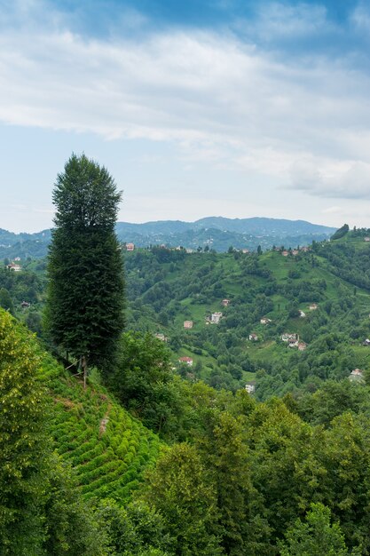 Paisaje de plantaciones de té, Rize, Turquía