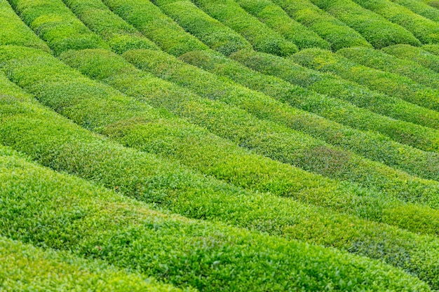 Paisaje de plantaciones de té, Rize, Turquía