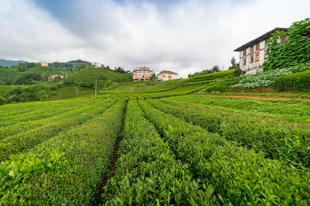 Paisaje de plantaciones de té, Rize, Turquía