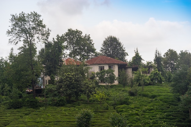 Paisaje de plantaciones de té, Rize, Turquía