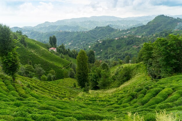 Paisaje de plantaciones de té, Rize, Turquía