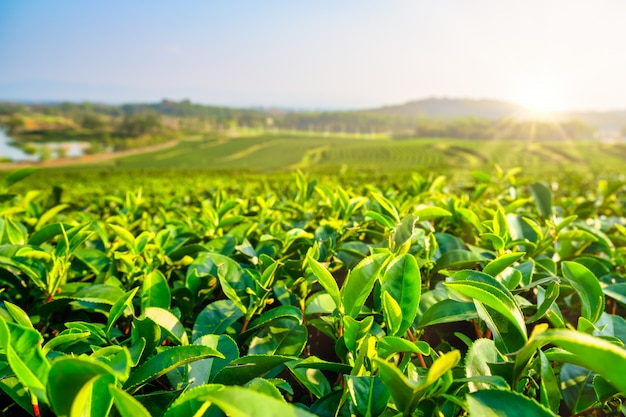 Paisaje de plantaciones de té verde en la mañana. Agricultura orgánica en el campo.