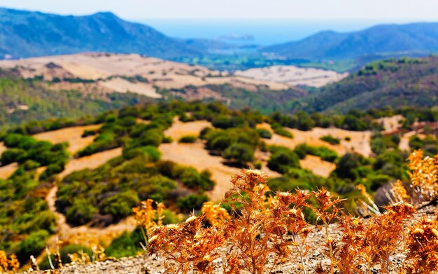 Foto paisaje con plantas y bellos paisajes del mar mediterráneo en teulada, carbonia-iglesias. panorama en la isla de cerdeña del sur de italia. cerdeña en verano. provincia de cagliari. técnica mixta.