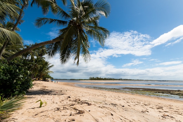 Paisaje con playa de cocoteros en la isla de Boipeba Bahia Brasil.