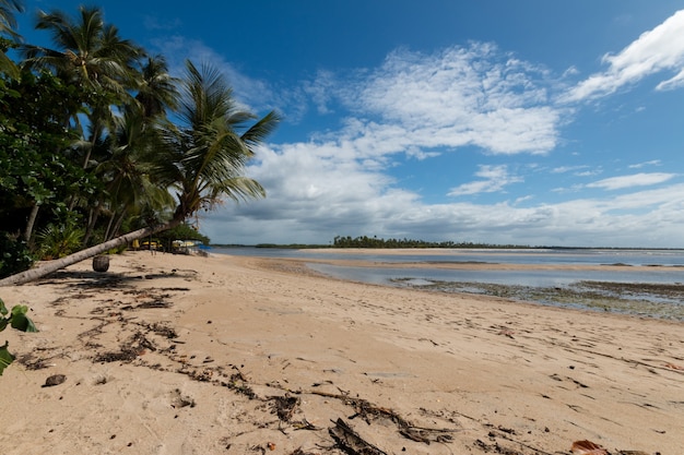 Paisaje con playa de cocoteros en la isla de Boipeba Bahia Brasil.