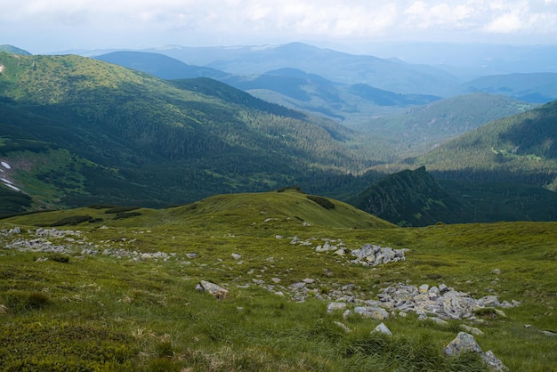 Paisaje de pradera alpina en verano