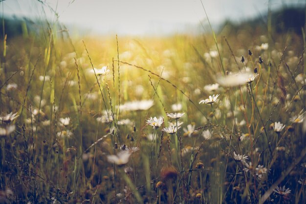 Paisaje de pradera de verano. Sol, flores silvestres fondo borroso, bokeh, enfoque selectivo, luz solar cálida, enfoque suave. Baner de naturaleza abstracta