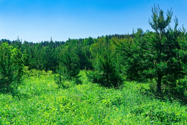 Paisaje con un prado soleado de primavera al borde del bosque