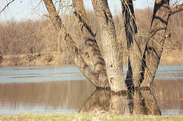 Paisaje de primavera con abedules y agua derretida en el lago o río.