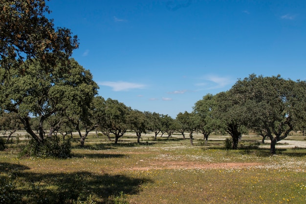 Paisaje de primavera en el Alentejo.