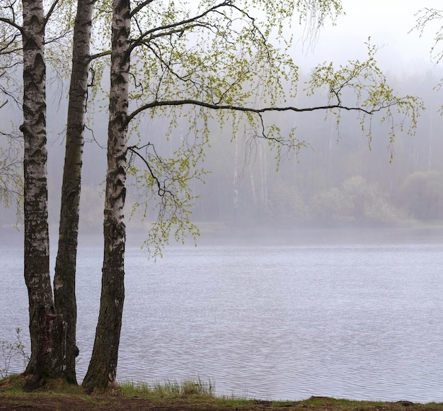 Paisaje de primavera árboles jóvenes en una arboleda con follaje verde en el lago en tiempo de niebla