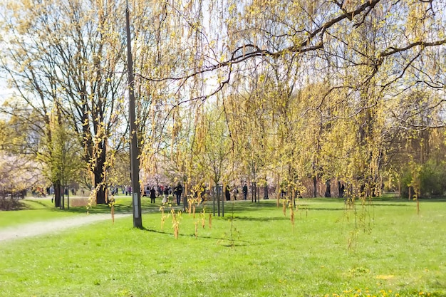 Paisaje de primavera árboles en un parque