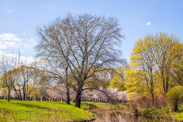 Paisaje de primavera árboles en un parque