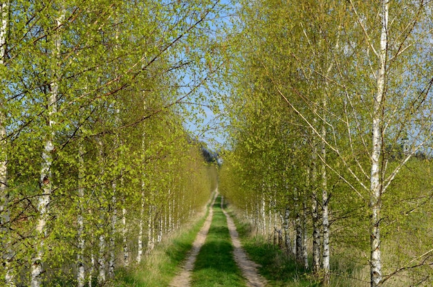 paisaje de primavera callejón de abedul con follaje verde joven