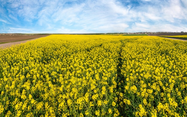 Paisaje de primavera del campo de violación con sendero en flor bajo el cielo azul, vista superior