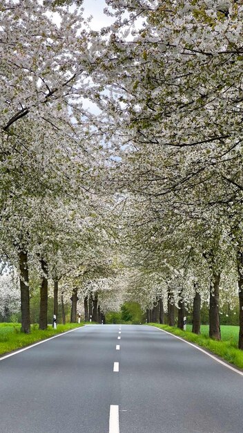 Paisaje de primavera una carretera entre el callejón de cerezas en flor campo de Alemania